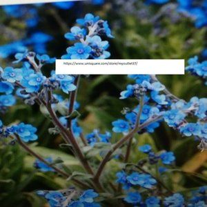 Forget Me Not Flower Seeds - Flower Seeds - BOGO